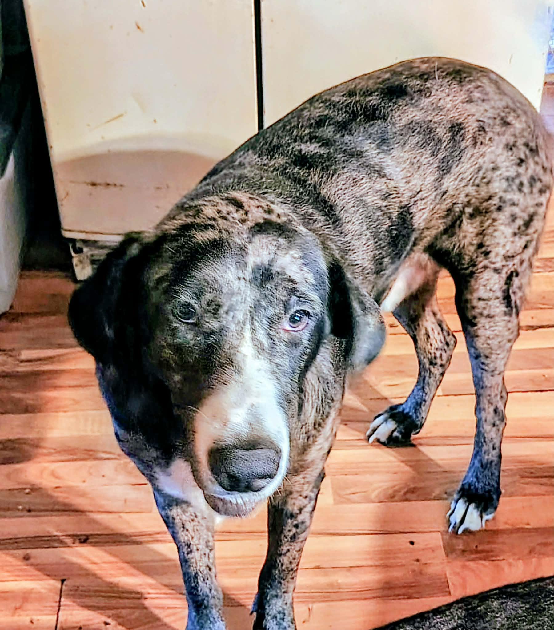 Enlarge Bodie , a Adoptable mixed breed in Charleston , WV image 2/5