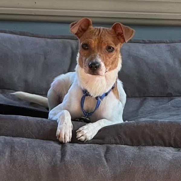 Enlarge Winnie, a Adoptable mixed breed in West Olive, MI image 1/6