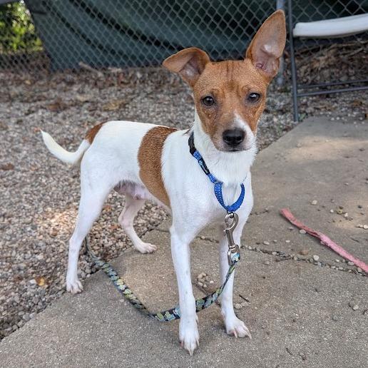 Enlarge Winnie, a Adoptable mixed breed in West Olive, MI image 3/6