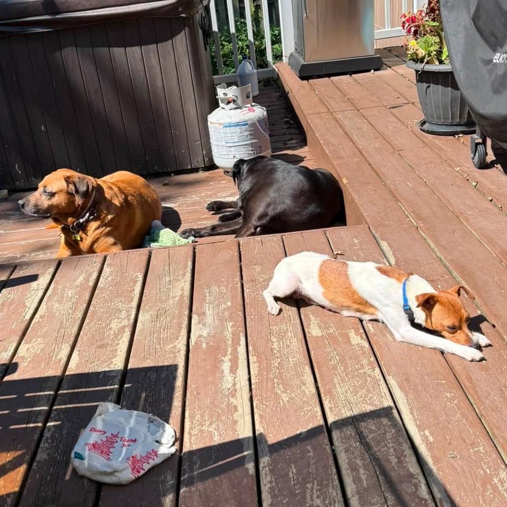 Enlarge Winnie, a Adoptable mixed breed in West Olive, MI image 4/6