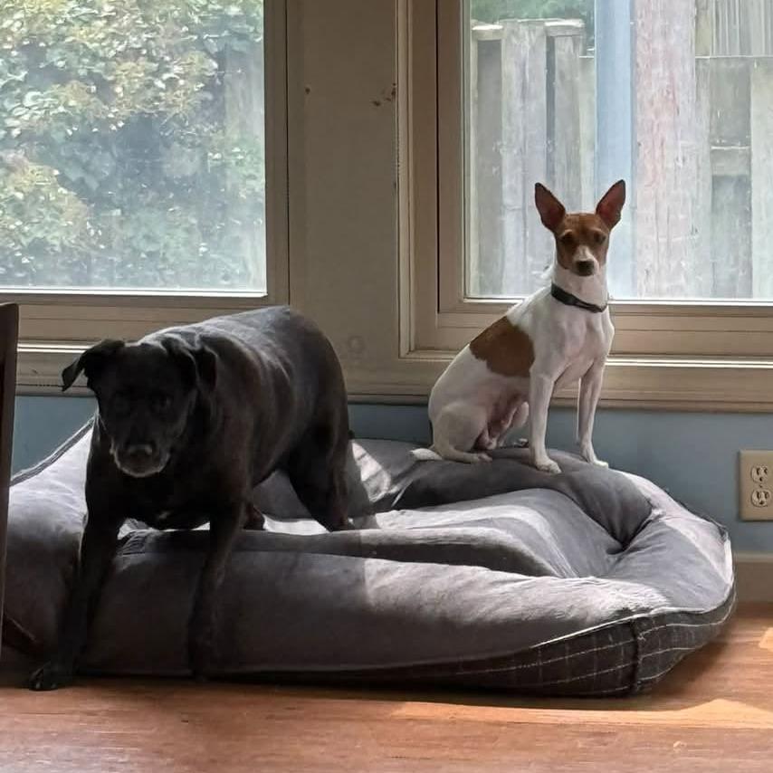 Enlarge Winnie, a Adoptable mixed breed in West Olive, MI image 5/6