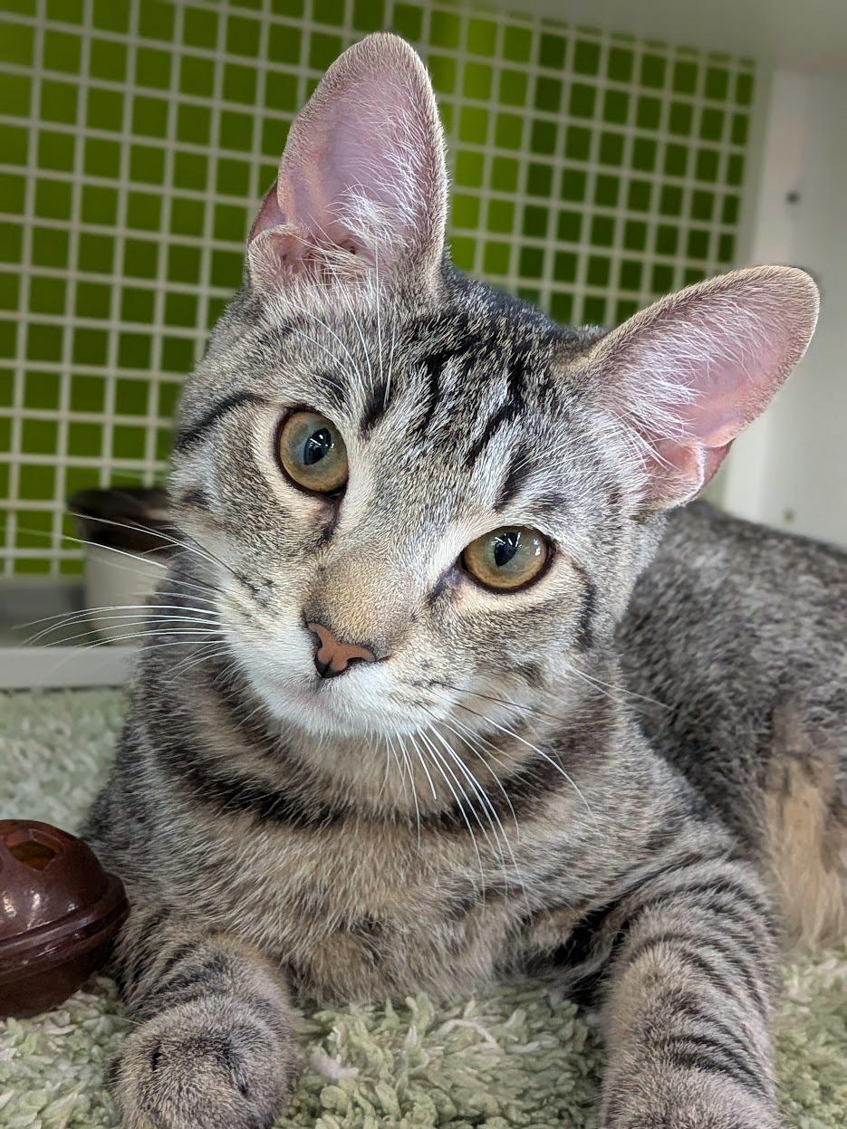 Enlarge Dibble, a ADOPTABLE mixed breed in Lake Monroe, FL image 1/6