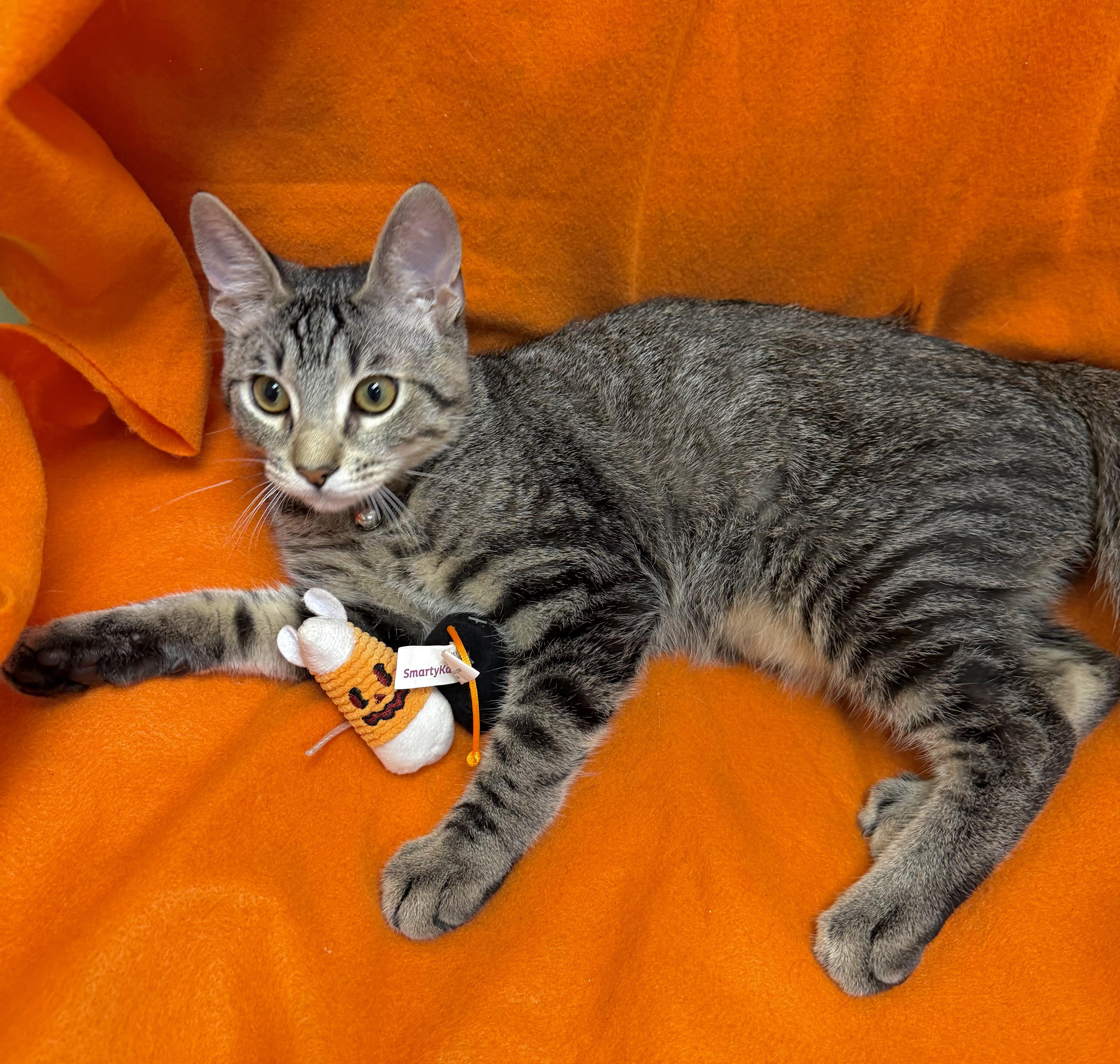 Enlarge Dibble, a ADOPTABLE mixed breed in Lake Monroe, FL image 3/6