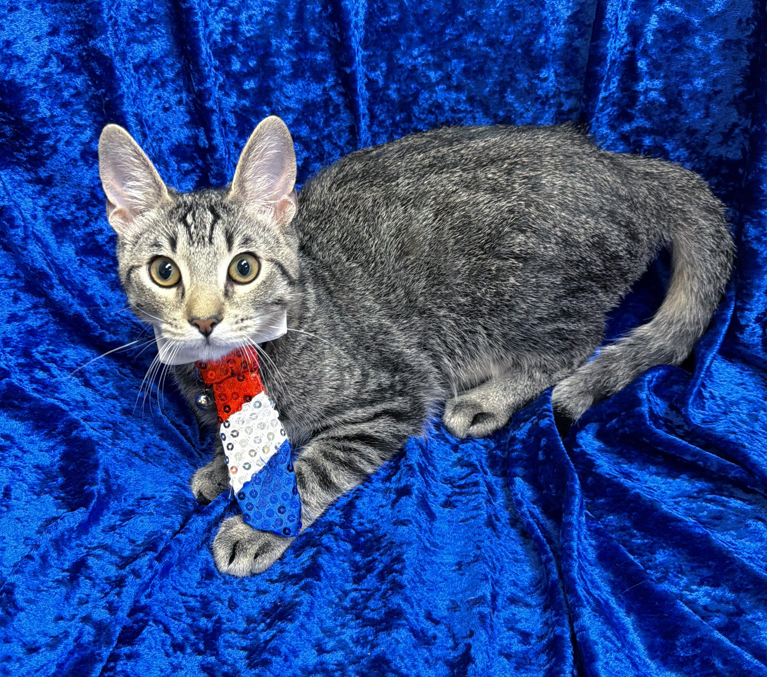Enlarge Dibble, a ADOPTABLE mixed breed in Lake Monroe, FL image 2/6