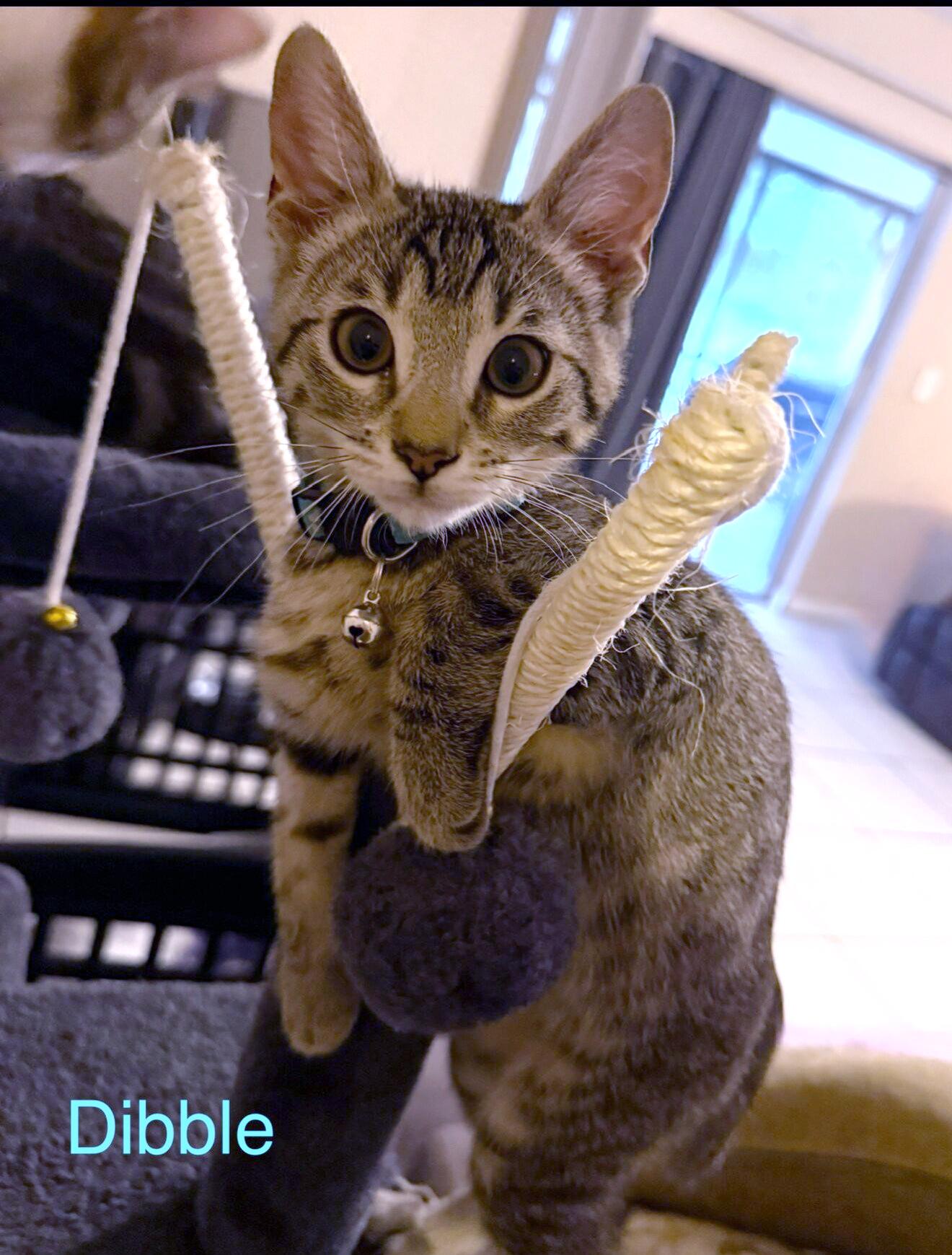 Dibble, ADOPTABLE, Kitten Male Domestic Short Hair & Tiger.