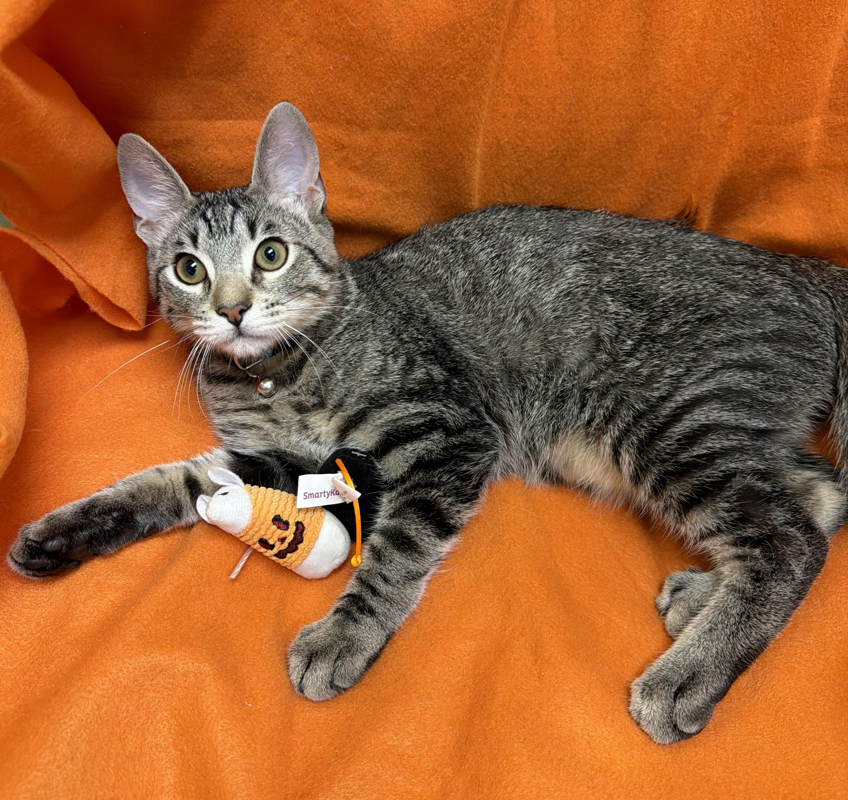 Enlarge Dibble, a ADOPTABLE mixed breed in Lake Monroe, FL image 4/6