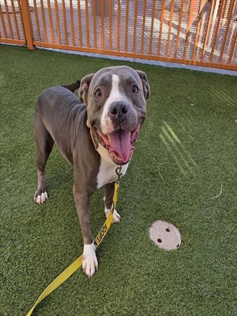 MIMI, Adoptable, Adult Female Pit Bull Terrier & Mixed Breed.