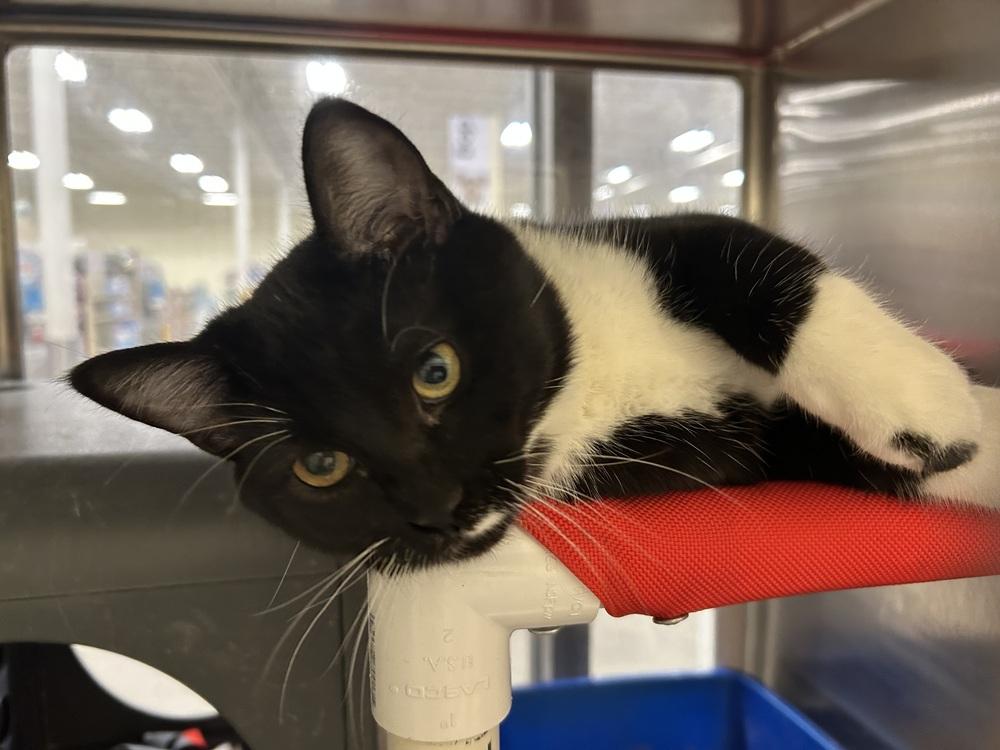 Enlarge Holly, a Adoptable Domestic Short Hair in Anoka, MN image 1/2