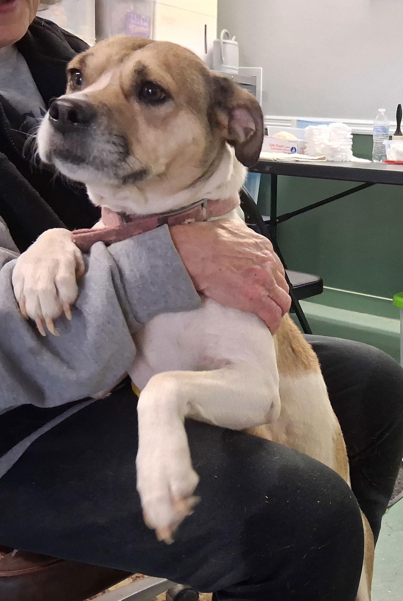 Enlarge Sheba, a Adoptable mixed breed in Mcconnelsville, OH image 1/3