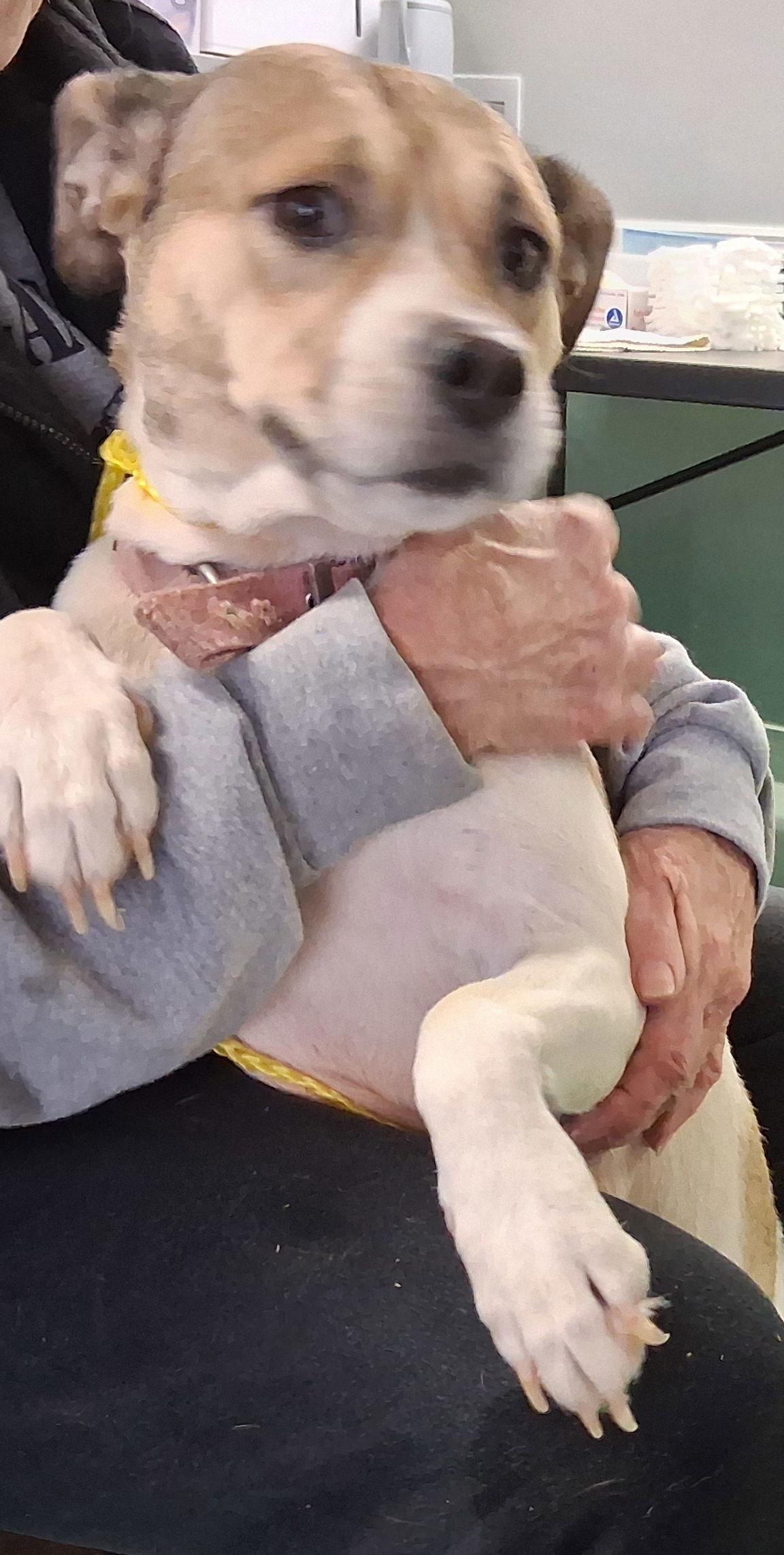 Enlarge Sheba, a Adoptable mixed breed in Mcconnelsville, OH image 2/3