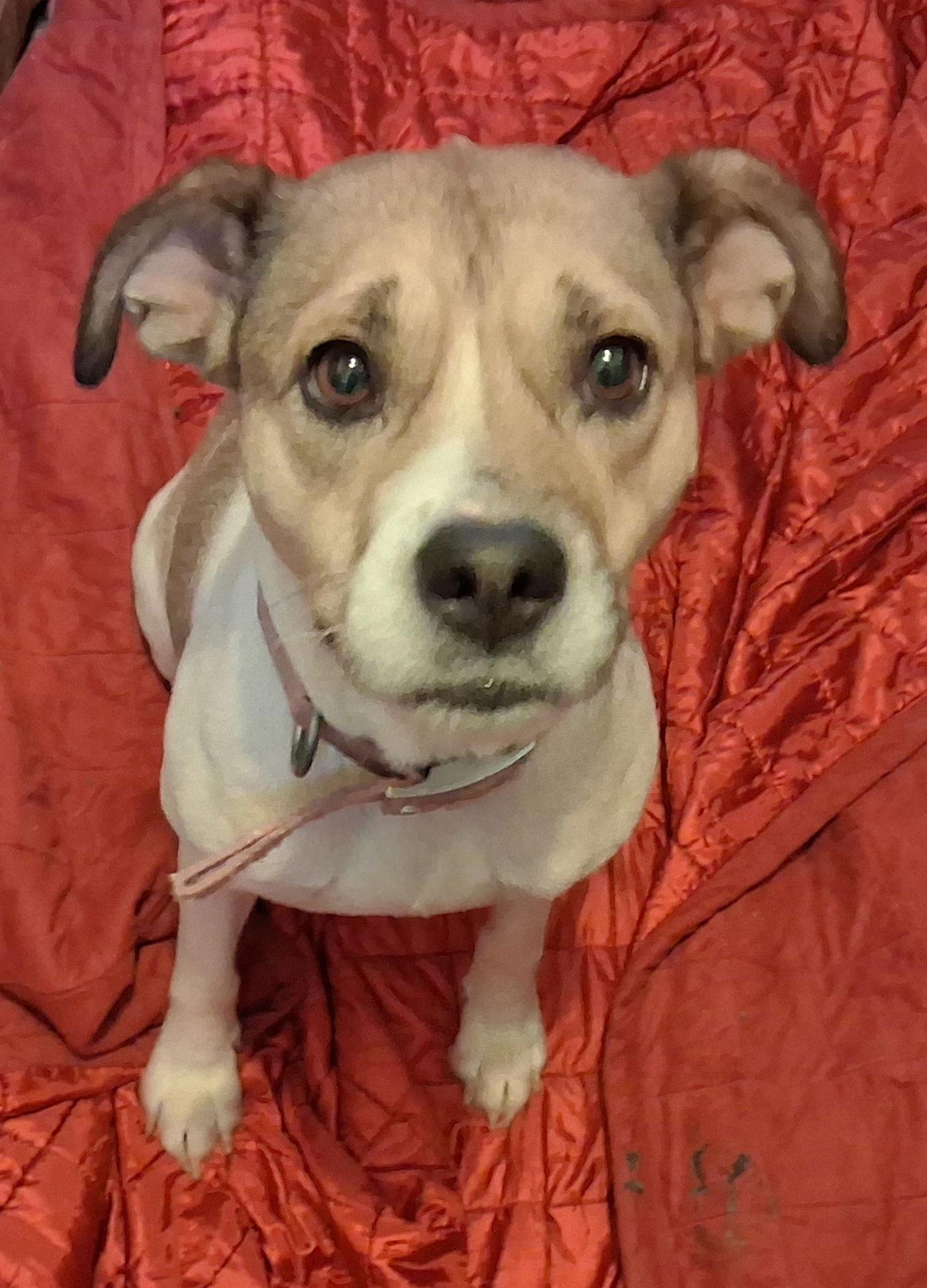 Enlarge Sheba, a Adoptable mixed breed in Mcconnelsville, OH image 3/3