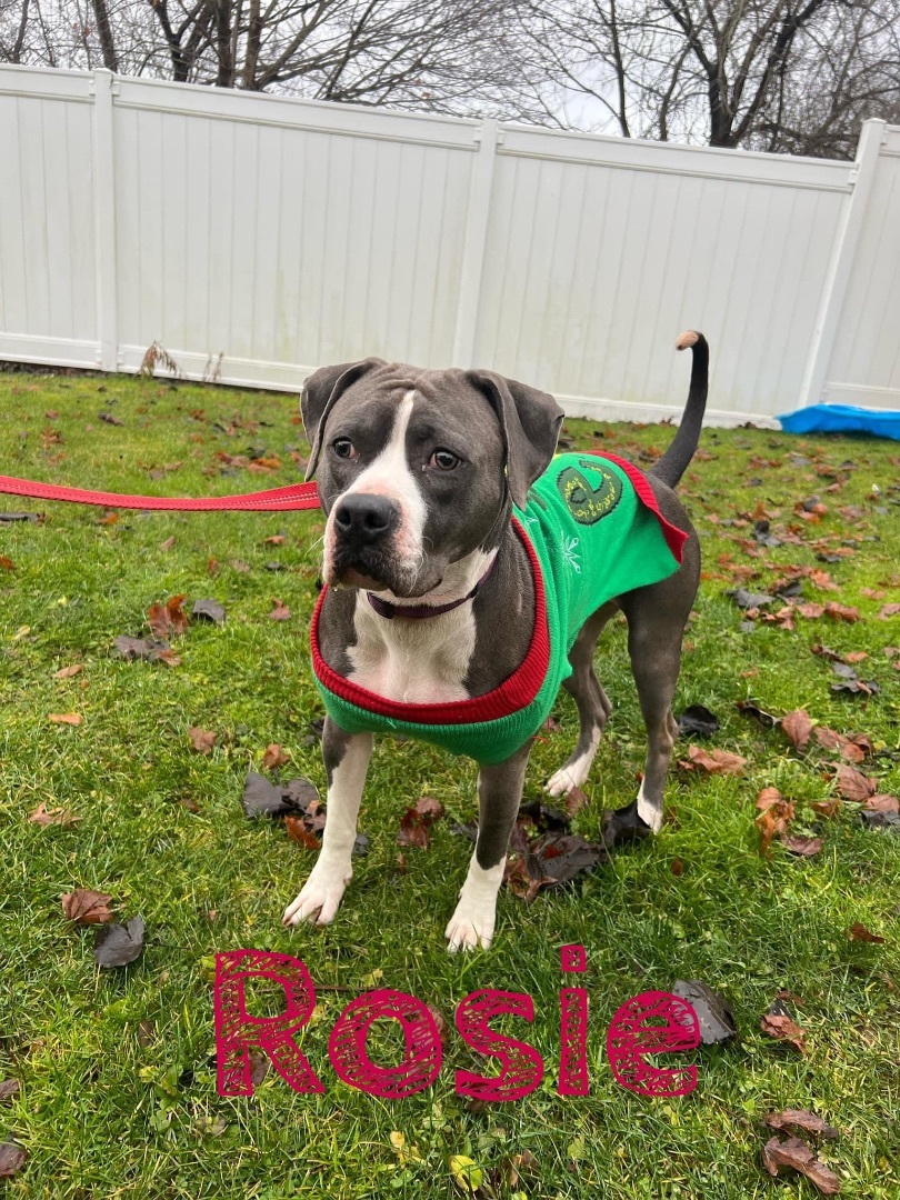 Dog for adoption Rosie , an American Staffordshire Terrier in Binghamton, NY Petfinder