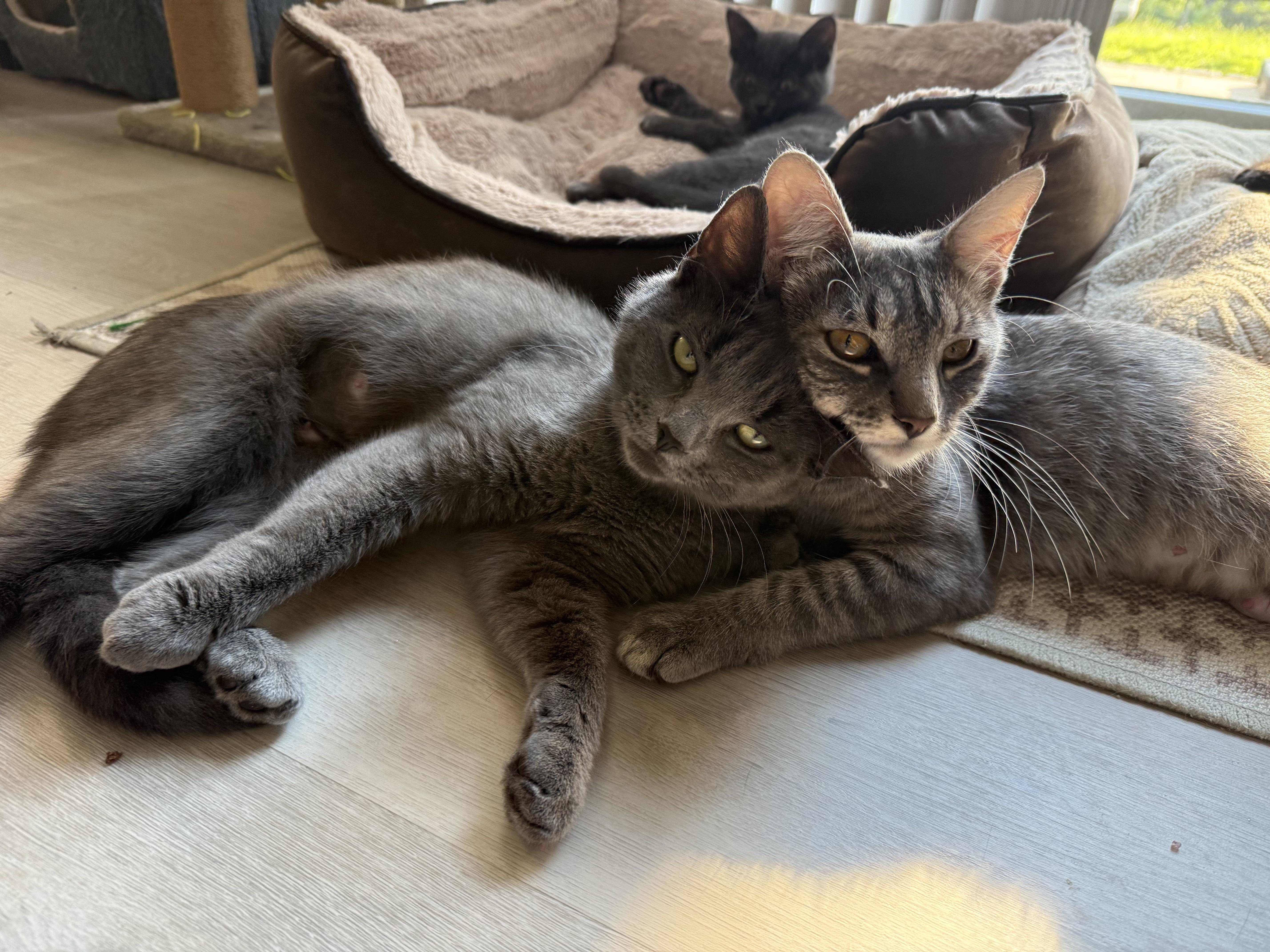 Selena & Louisa (bonded sisters), ADOPTABLE, Young Female Russian Blue & Tabby.