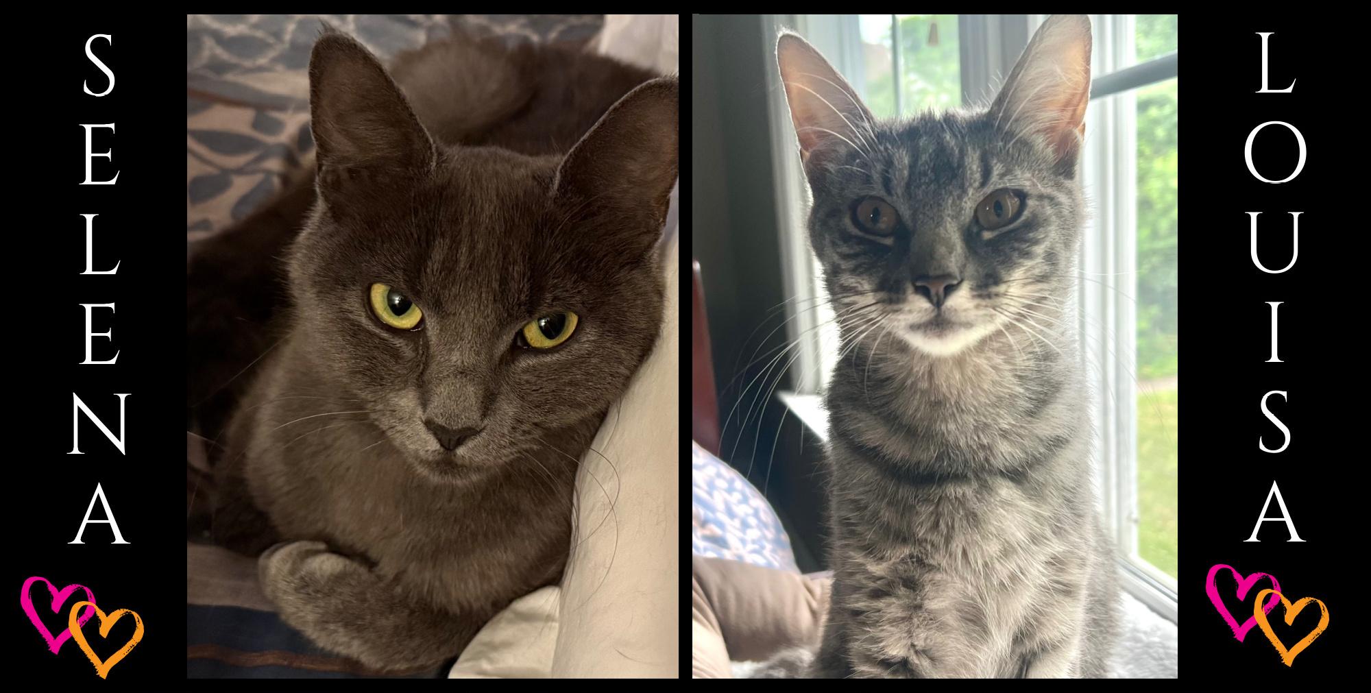 Selena & Louisa (bonded sisters), a ADOPTABLE mixed breed in New Milford, CT image 2/5