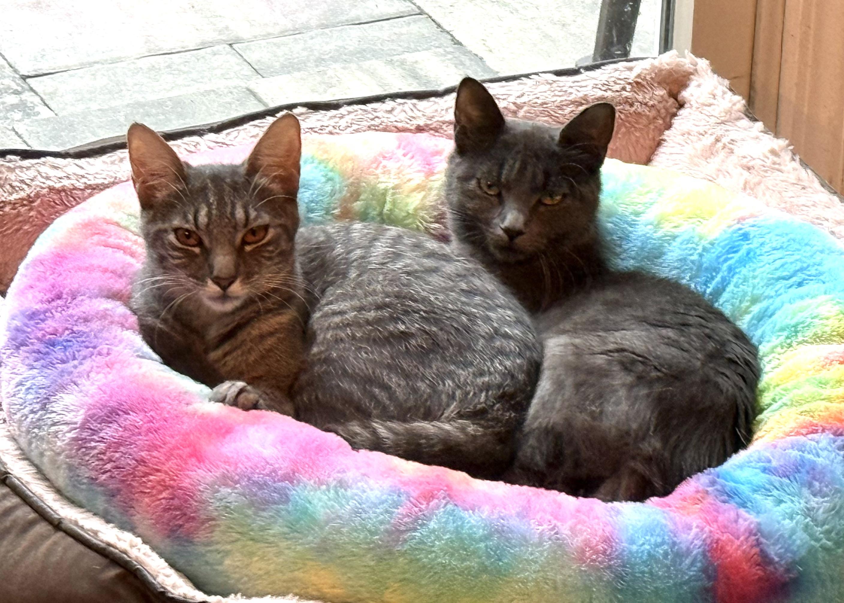 Selena & Louisa (bonded sisters), a ADOPTABLE mixed breed in New Milford, CT image 3/5