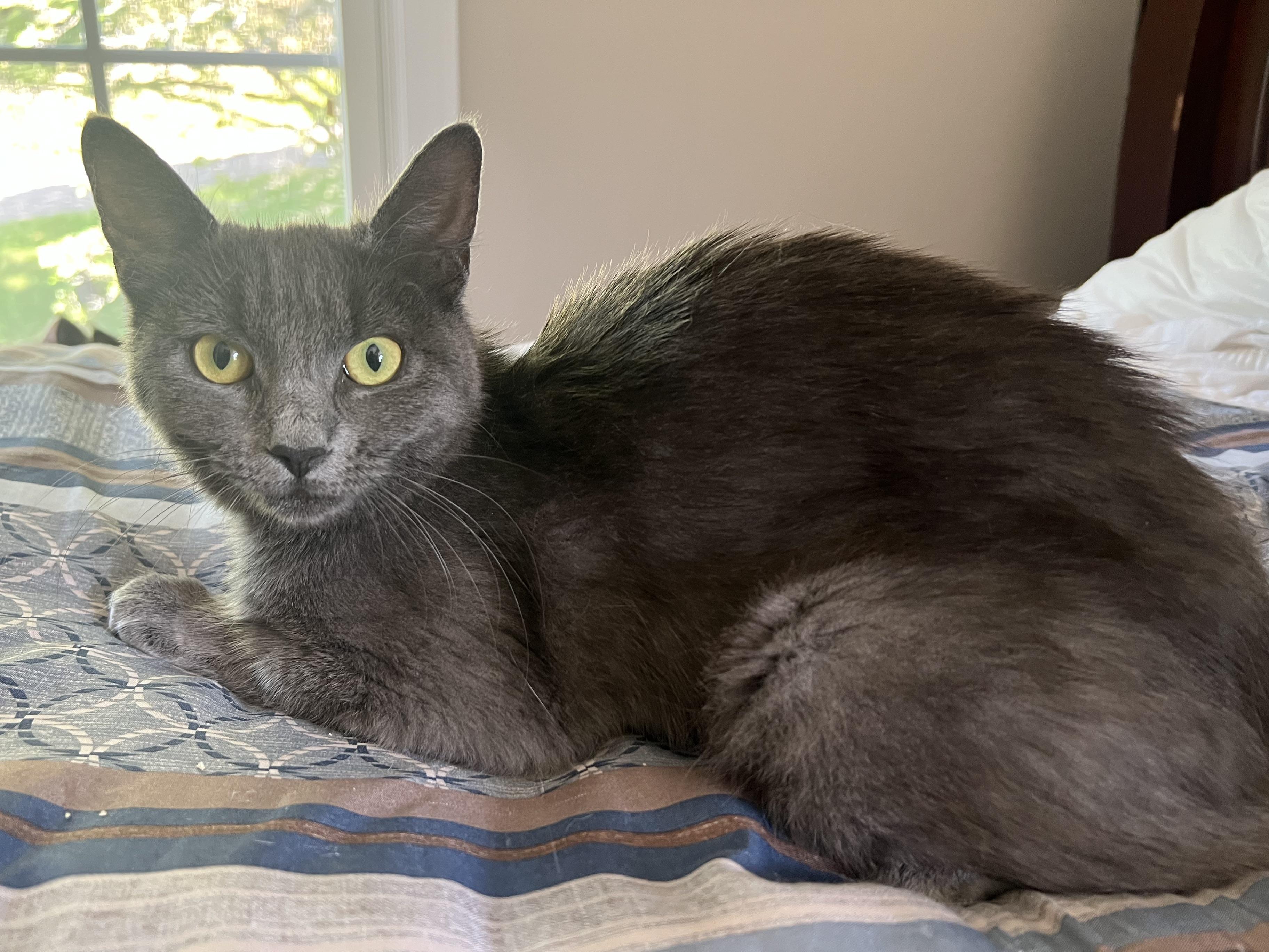 Selena & Louisa (bonded sisters), a ADOPTABLE mixed breed in New Milford, CT image 4/5