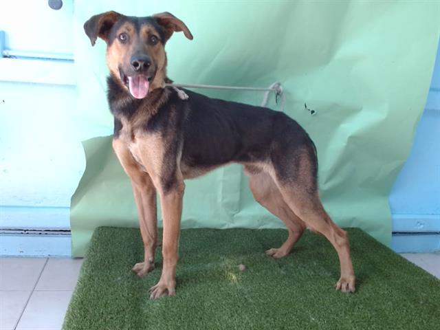 SCOOBY, Adoptable, Young Male German Shepherd Dog & Mixed Breed.