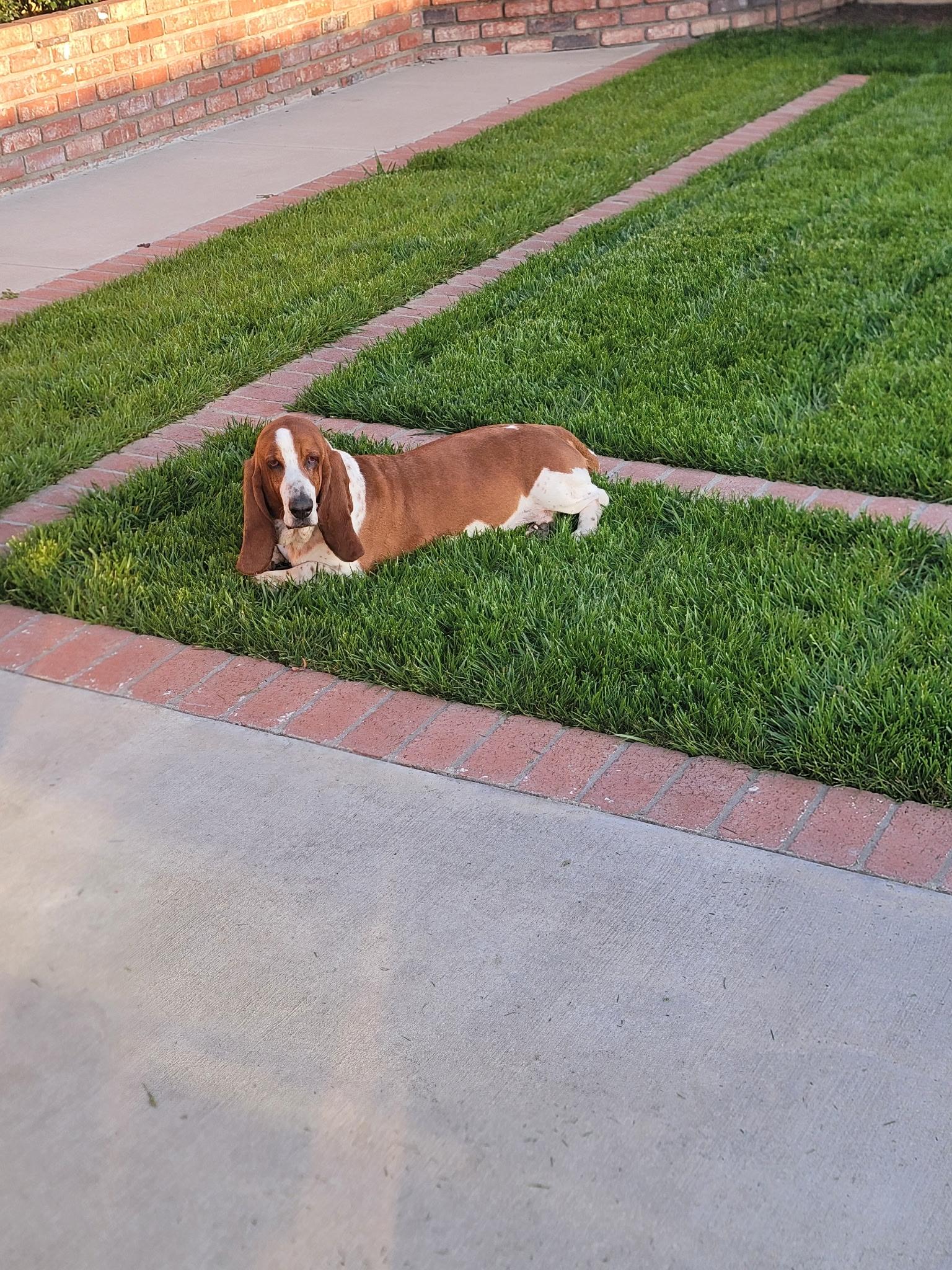 Kylo, ADOPTABLE, Adult Male Basset Hound.