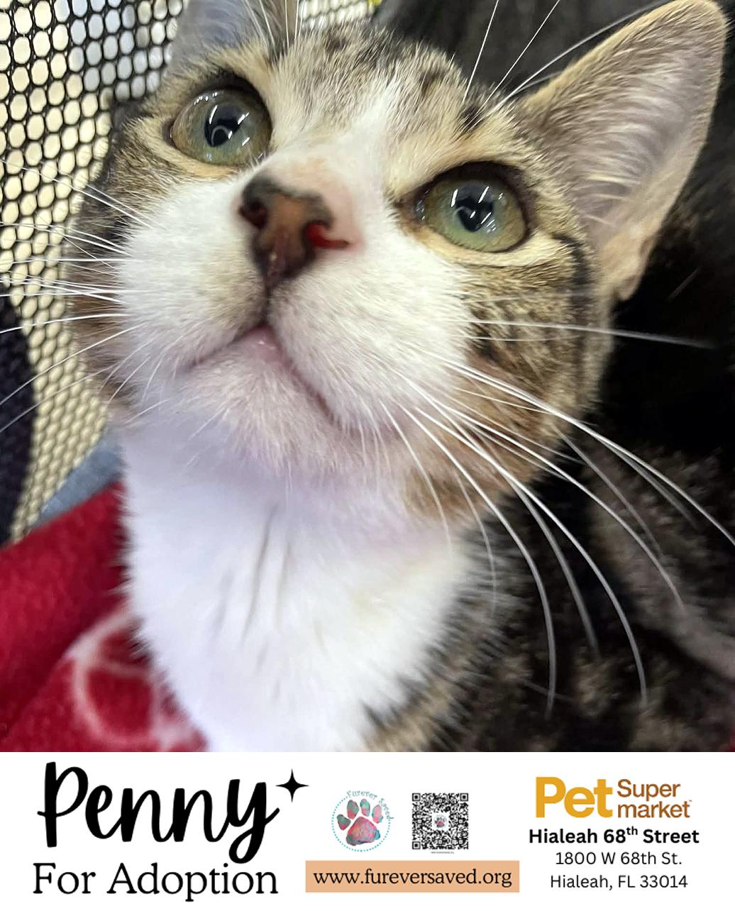 Enlarge Penny, a ADOPTABLE Domestic Short Hair in Miami, FL image 2/5