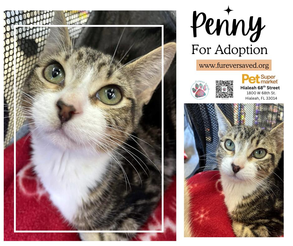 Enlarge Penny, a ADOPTABLE Domestic Short Hair in Miami, FL image 1/5