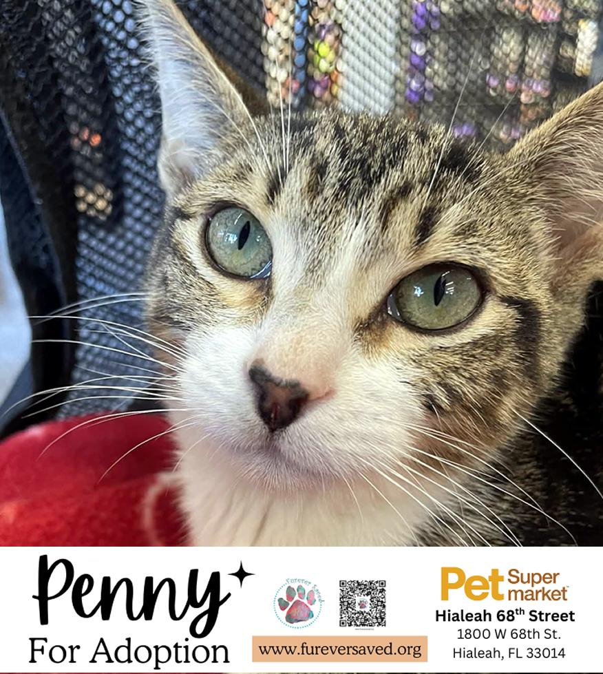 Enlarge Penny, a ADOPTABLE Domestic Short Hair in Miami, FL image 4/5
