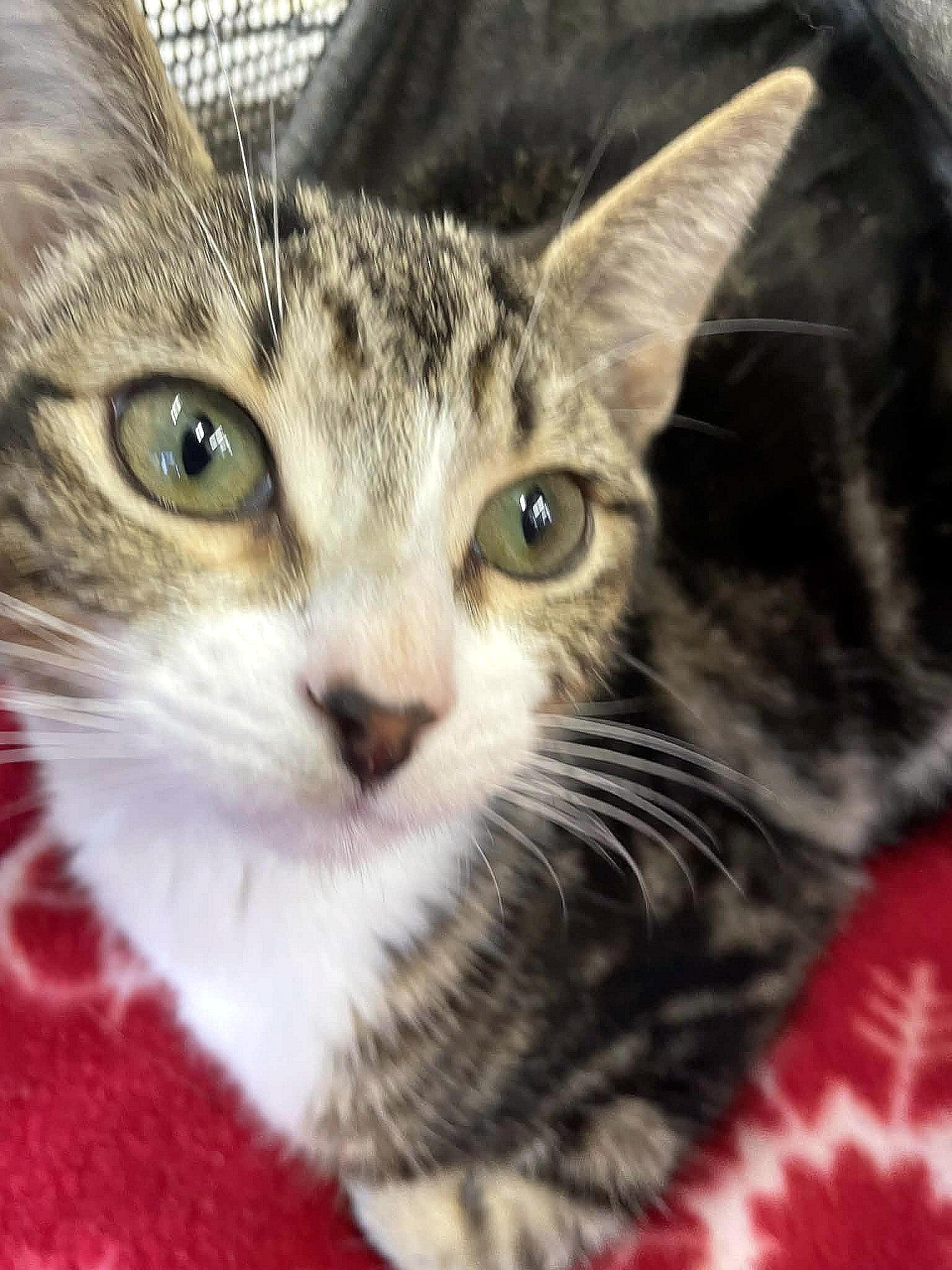 Enlarge Penny, a ADOPTABLE Domestic Short Hair in Miami, FL image 3/5