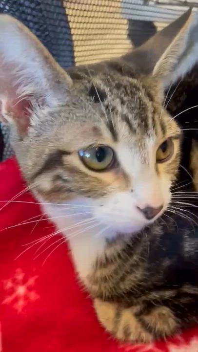 Enlarge Penny, a ADOPTABLE Domestic Short Hair in Miami, FL video 5/5