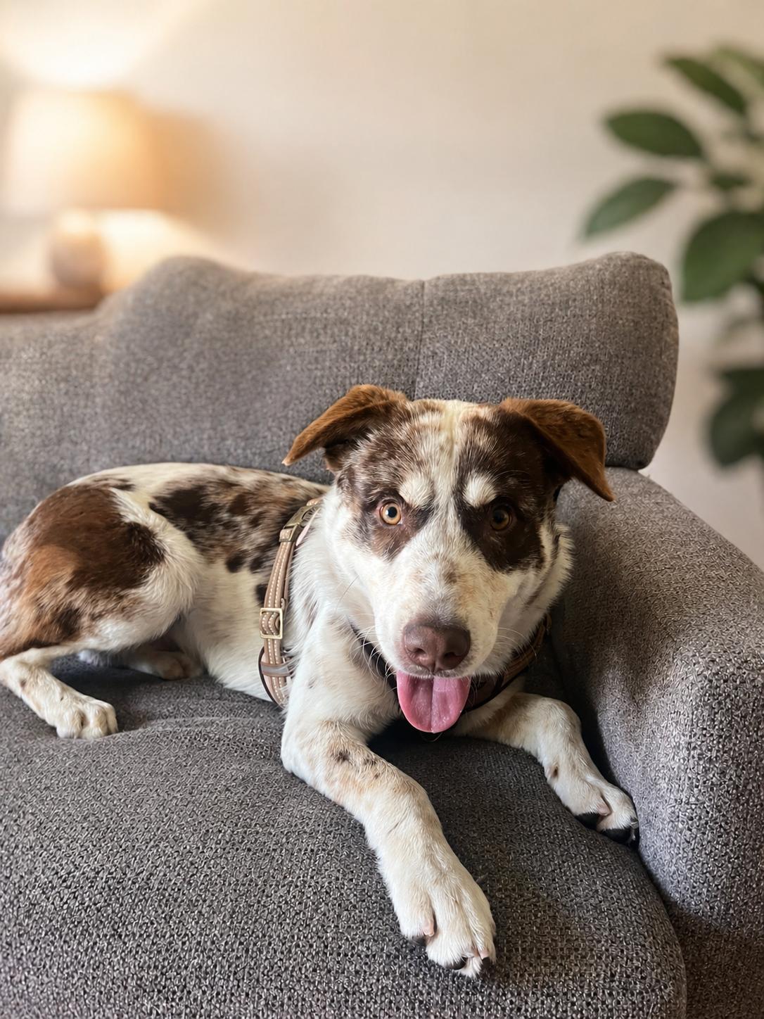 Brody, a Adoptable mixed breed in Orange, CA image 1/2