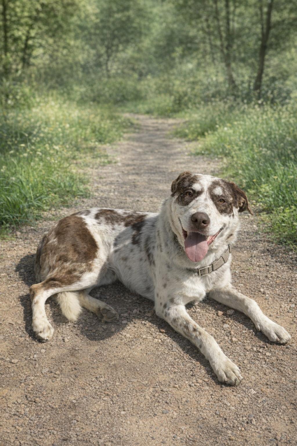 Brody, a Adoptable mixed breed in Orange, CA image 2/2