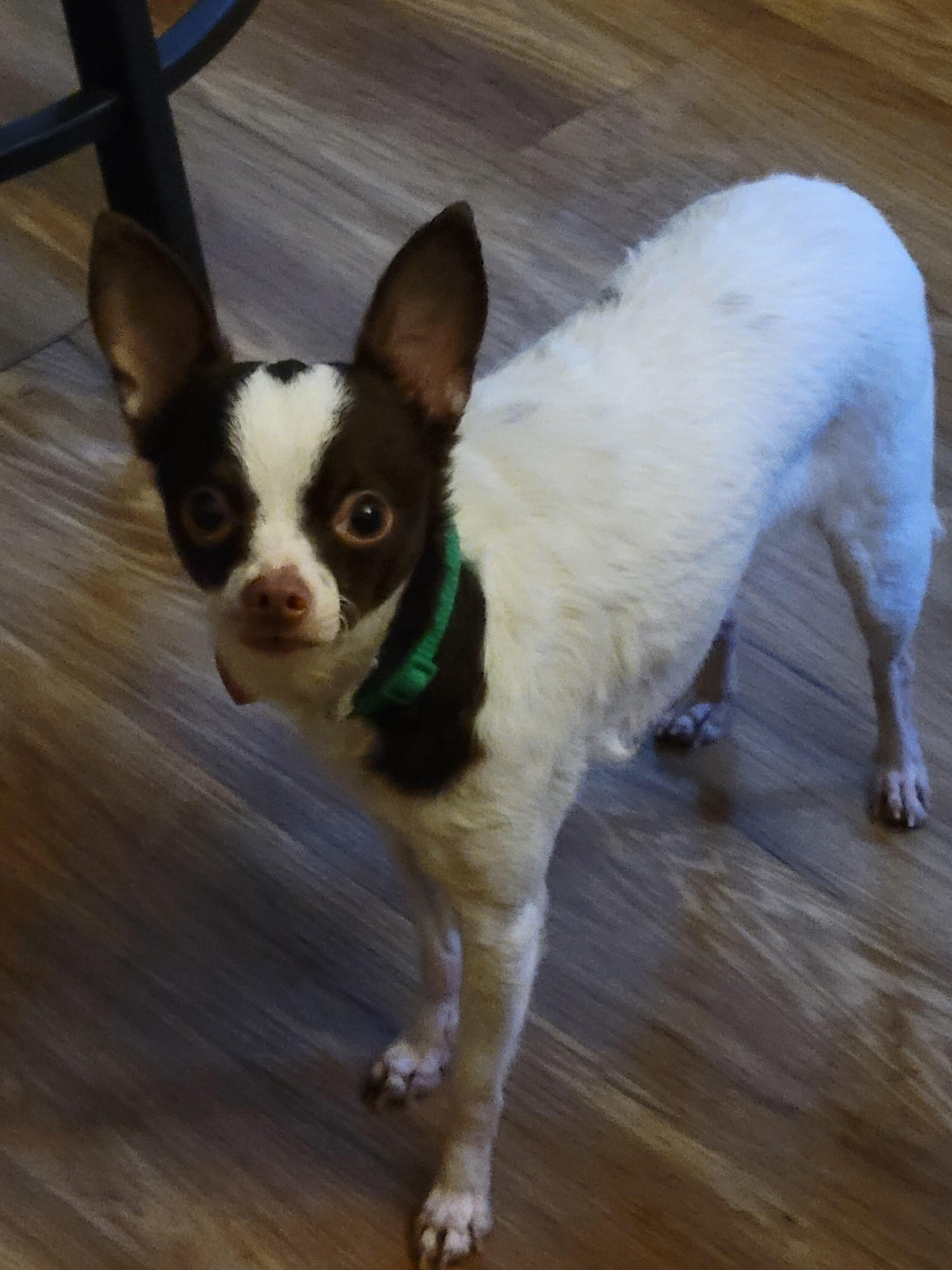 Sukee, ADOPTABLE, Adult Female Chihuahua.