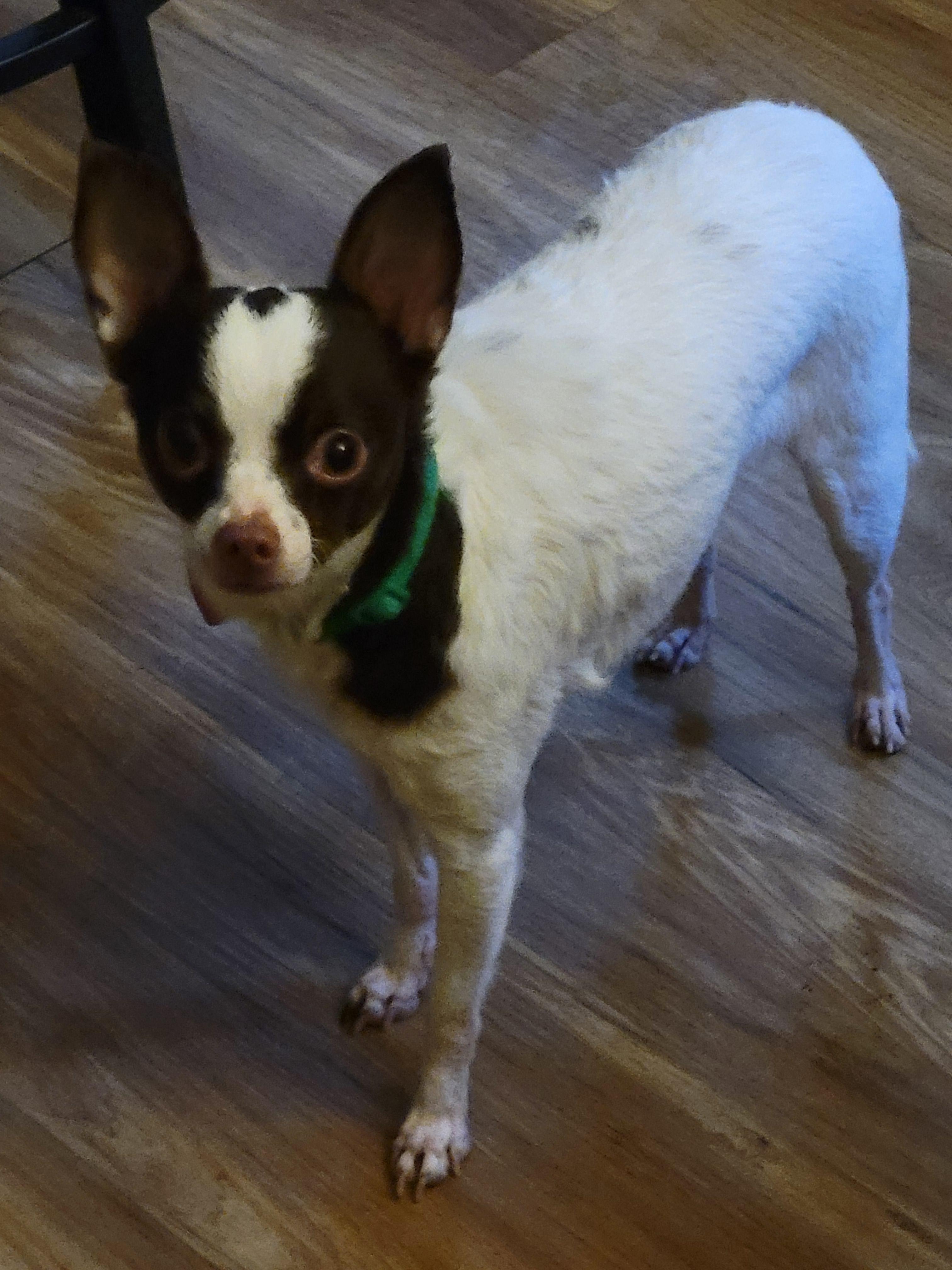 Enlarge Sukee, a ADOPTABLE mixed breed in Rocky Mount, NC image 2/3