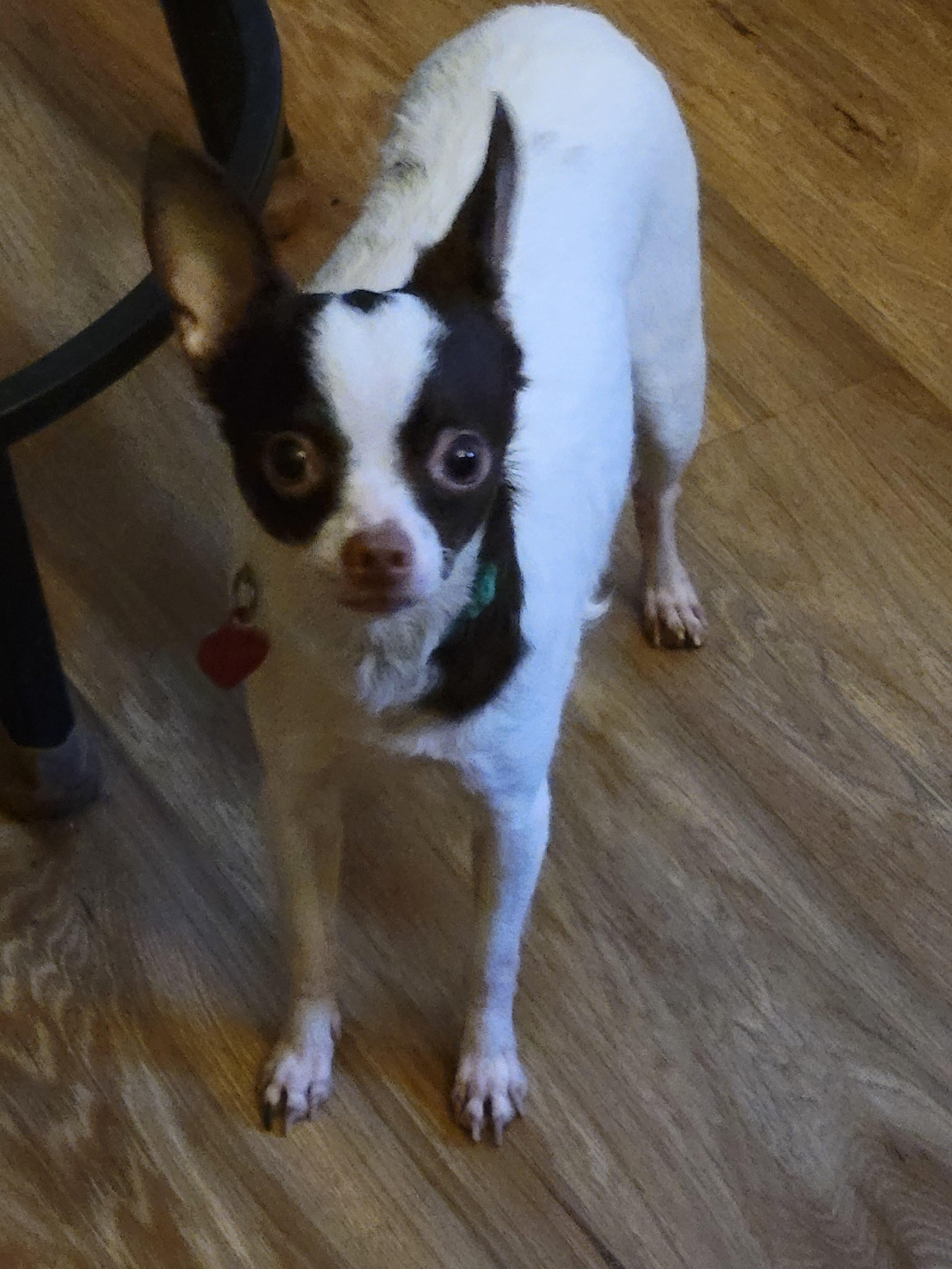 Enlarge Sukee, a ADOPTABLE mixed breed in Rocky Mount, NC image 3/3