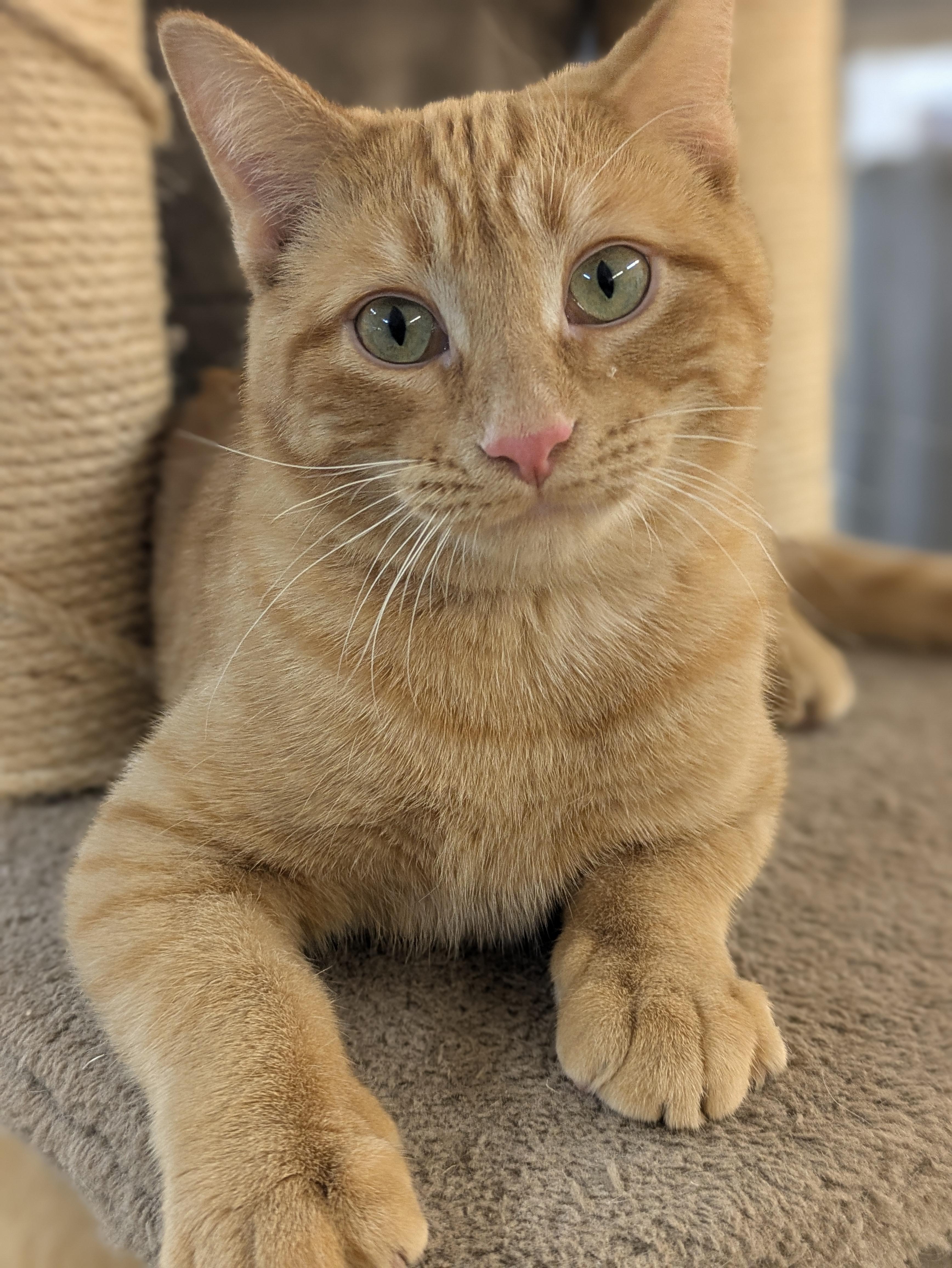 Julian, Adoptable, Young Male Domestic Short Hair.