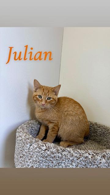 Julian, a Adoptable Domestic Short Hair in Bonnyville, AB image 2/2