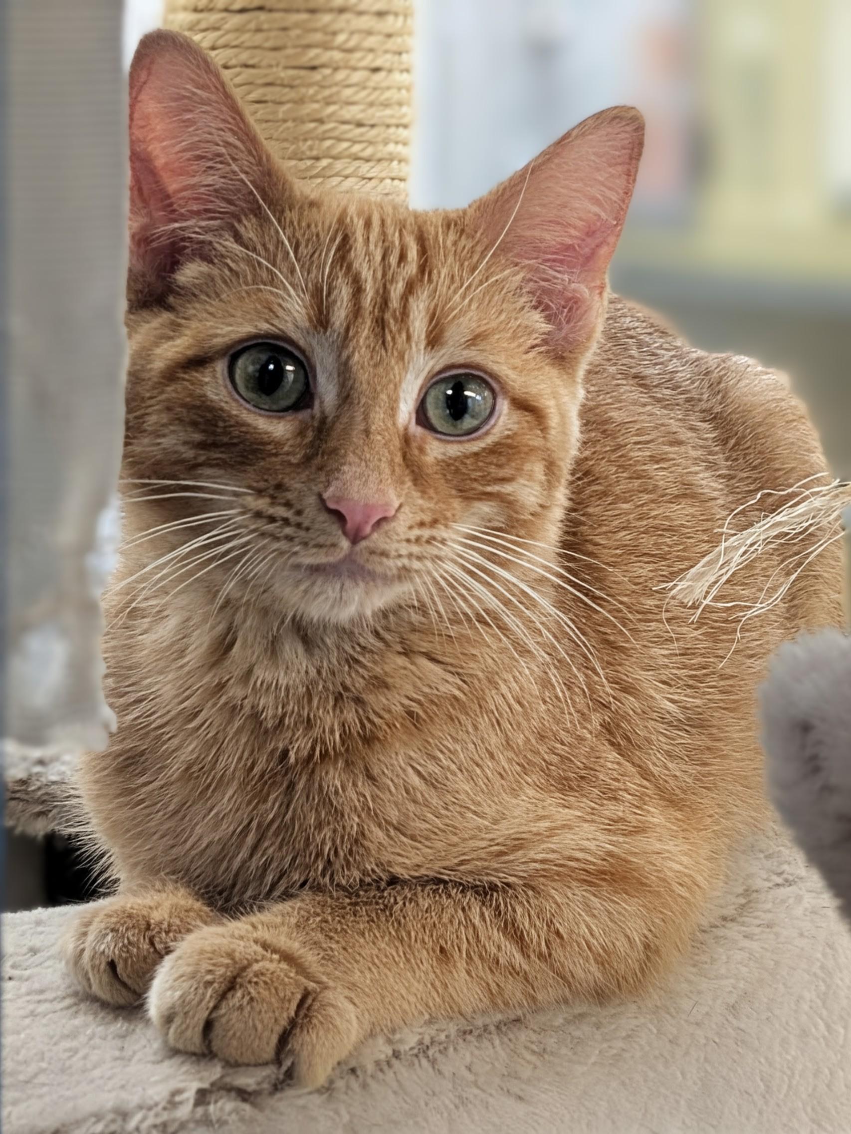 Julian, Adoptable, Young Male Domestic Short Hair.