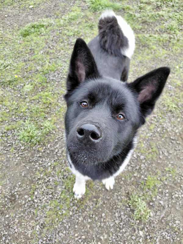 Lucia, Adoptable, Young Female Akita.