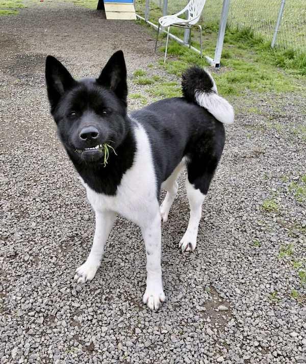 Enlarge Lucia, a Adoptable Akita in McMinnville, OR image 2/3