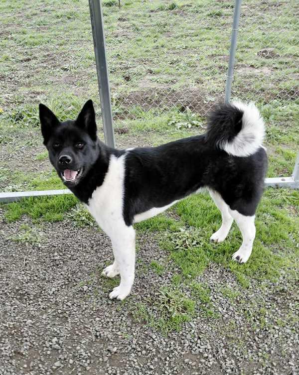 Enlarge Lucia, a Adoptable Akita in McMinnville, OR image 3/3