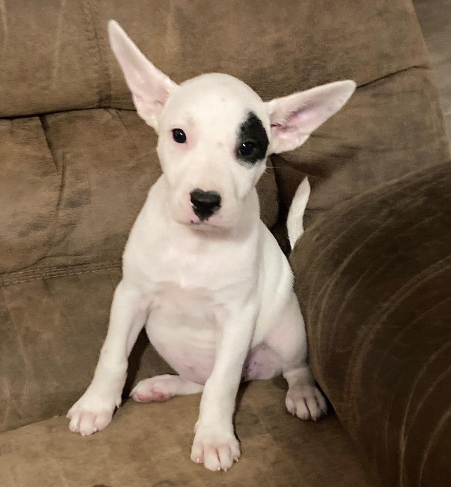 Saber, a Adoptable mixed breed in Brookshire, TX image 1/4