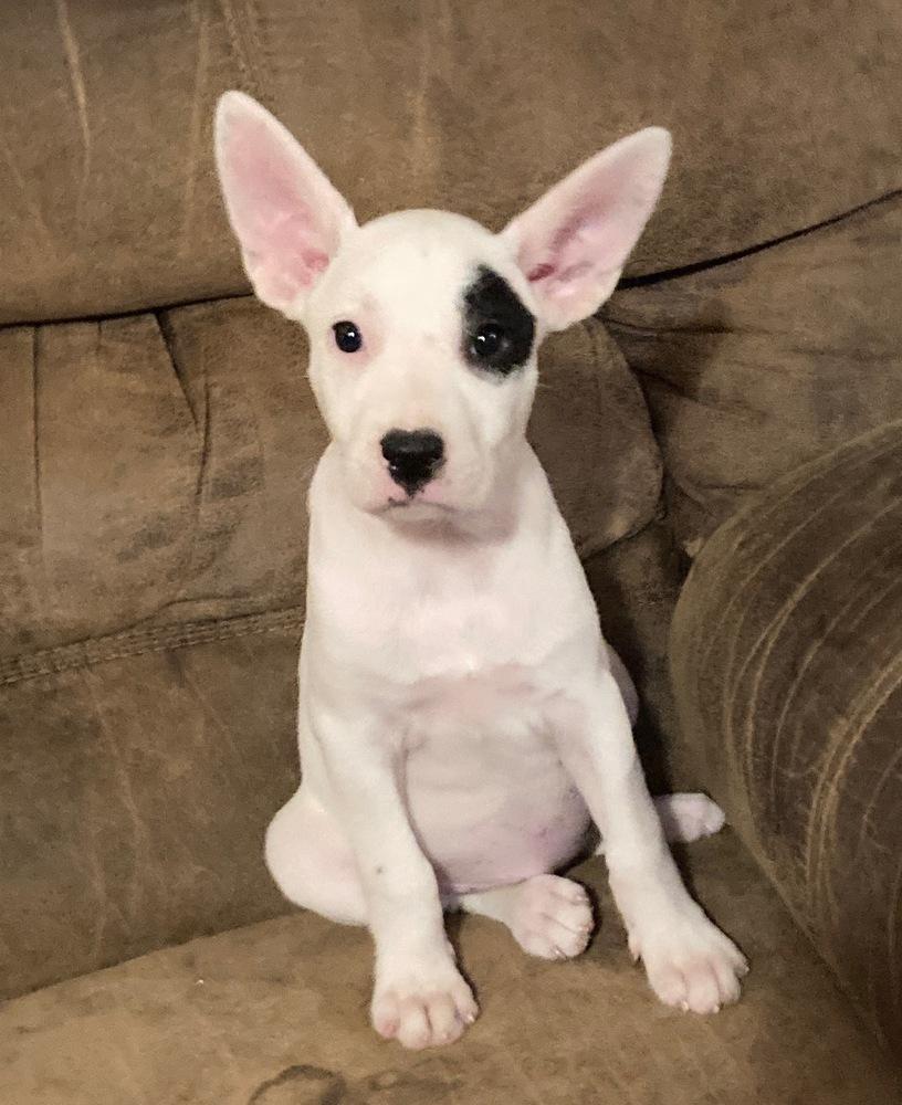 Saber, a Adoptable mixed breed in Brookshire, TX image 2/4