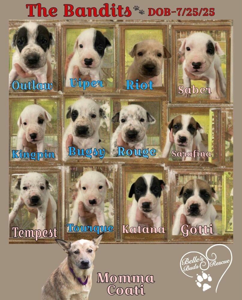 Saber, a Adoptable mixed breed in Brookshire, TX image 3/4