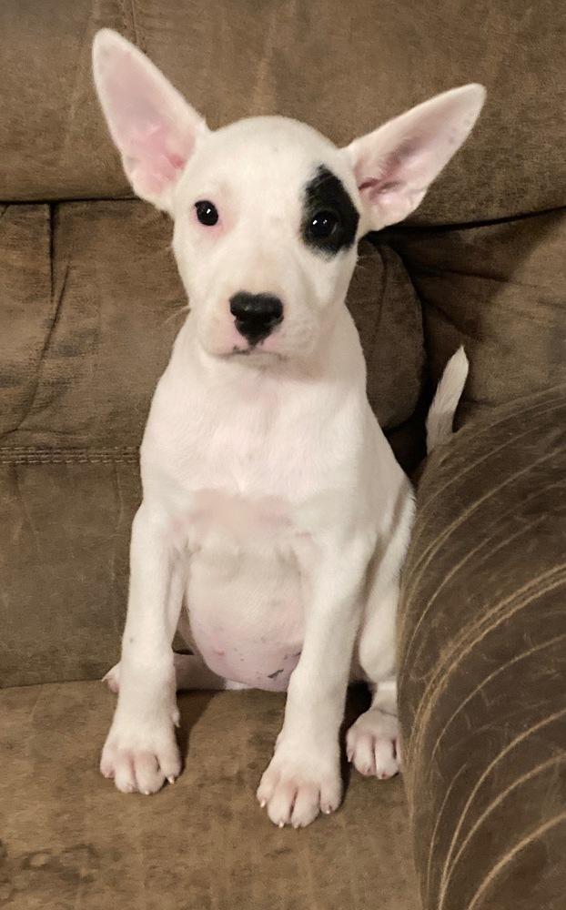 Saber, a Adoptable mixed breed in Brookshire, TX image 4/4