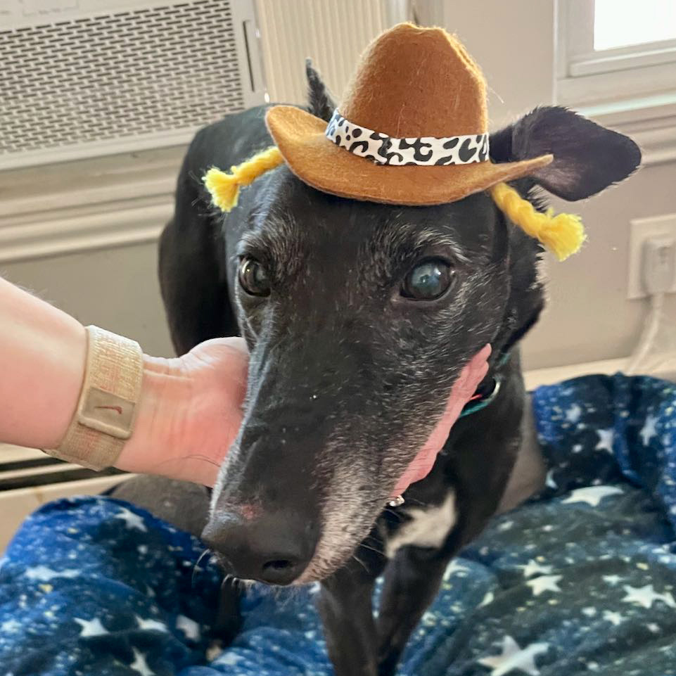 Dog for adoption - Dolly, a Greyhound in Ware, MA | Petfinder