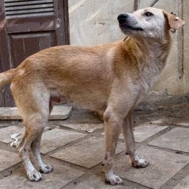 Mr. Happy Gary (Boji), a Adoptable mixed breed in Ridgefield, WA image 6/6