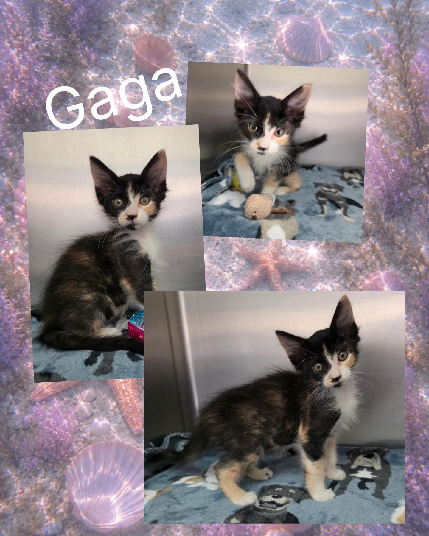 Gaga, ADOPTABLE, Kitten Female Domestic Short Hair.