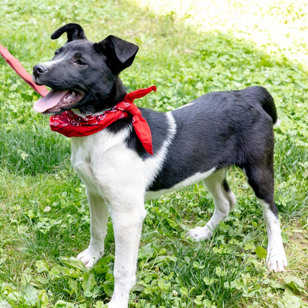 Enlarge Otto (Male), a Adoptable mixed breed in West Grove, PA image 3/6