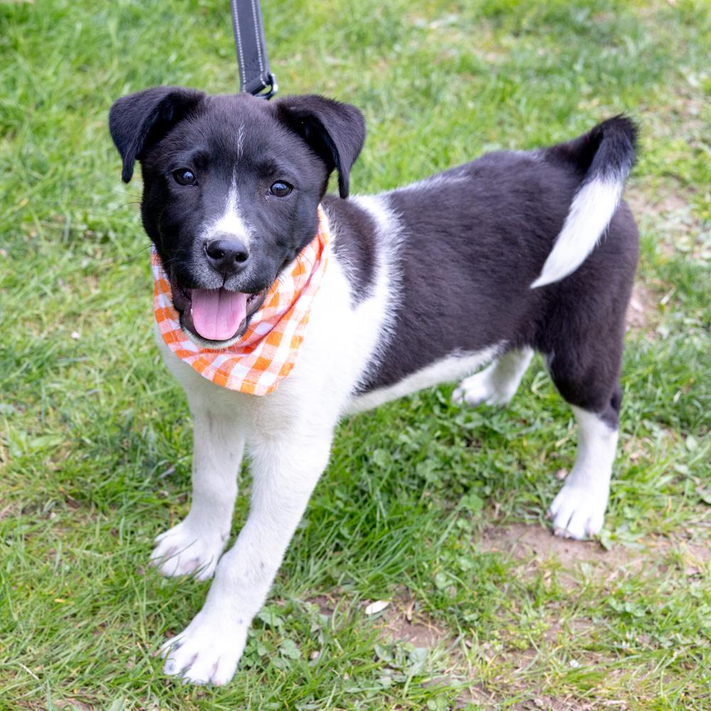 Enlarge Oregano  (Male)   , a Adoptable mixed breed in West Grove, PA image 6/6