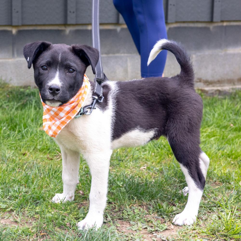 Enlarge Oregano  (Male)   , a Adoptable mixed breed in West Grove, PA image 4/6