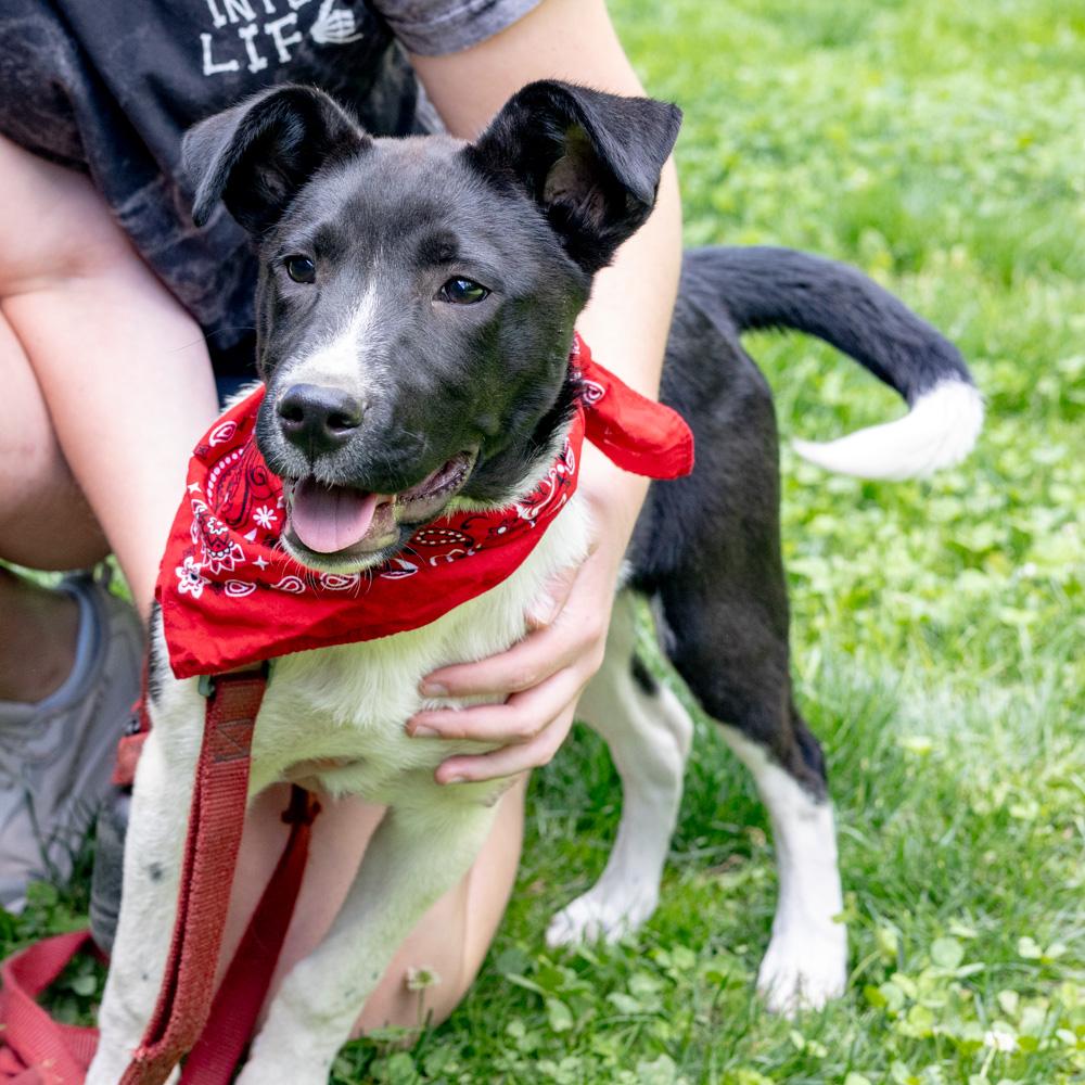 Enlarge Otto (Male), a Adoptable mixed breed in West Grove, PA image 4/6