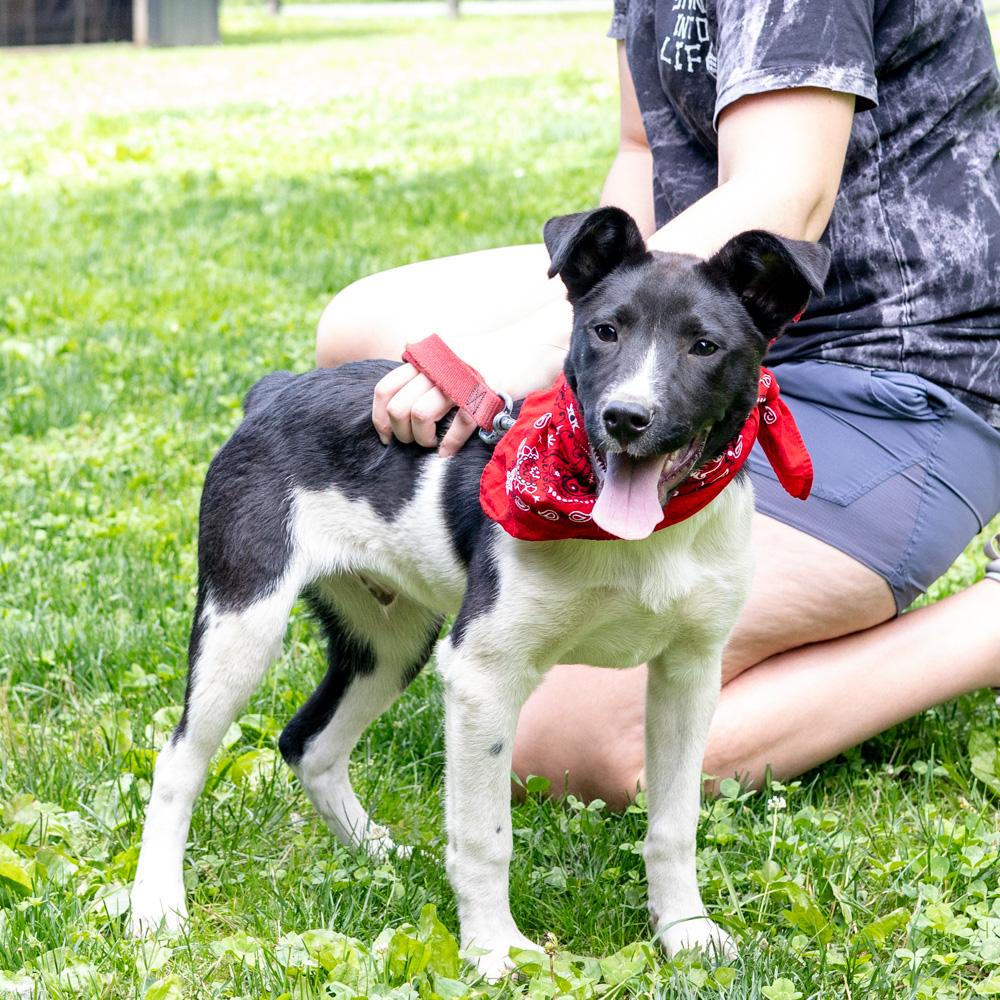 Otto (Male), Adoptable, Puppy Male Black Labrador Retriever & Border Collie.